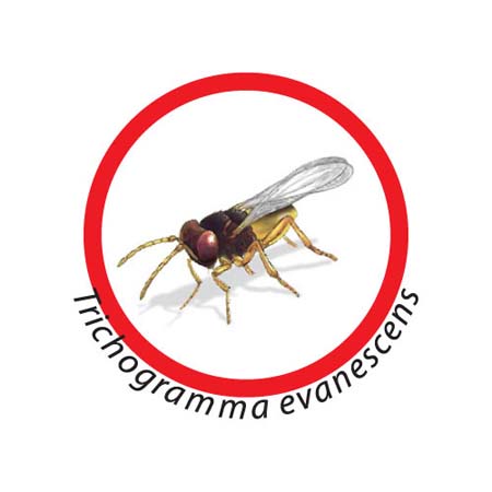 Osd gruppo Ecotech srl
